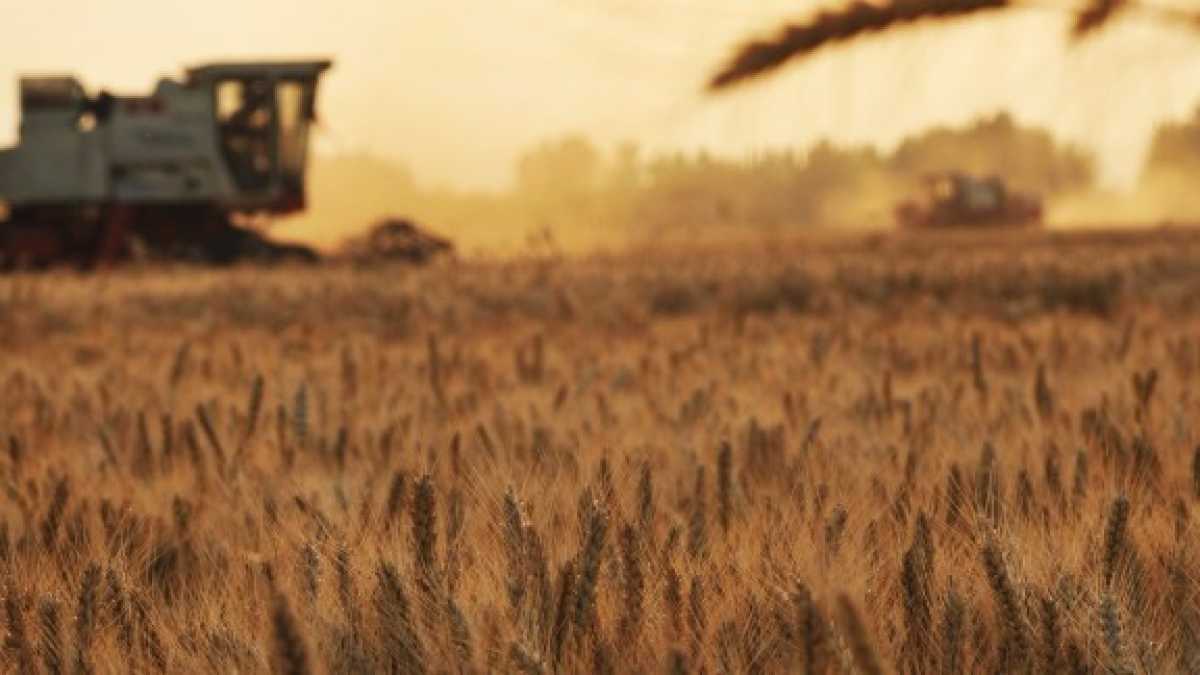 Immagine di Fate la pasta, non fate la guerra (del grano)
