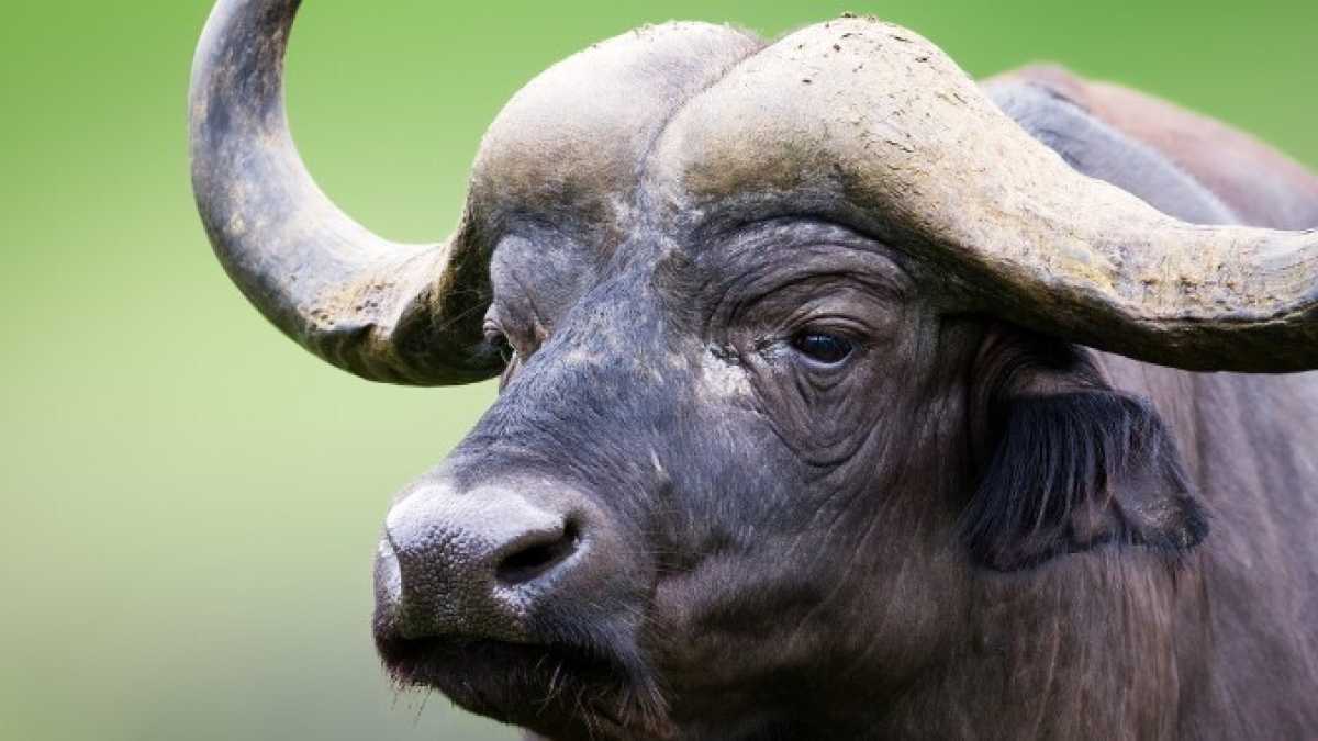 Immagine di Il ruolo dei social network nella campagna elettorale delle bufale