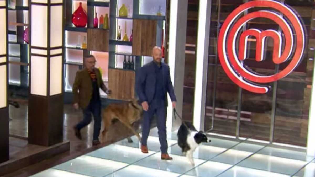 Immagine di La fine della storia a MasterChef: concorrenti obbligati a cucinare per i cani