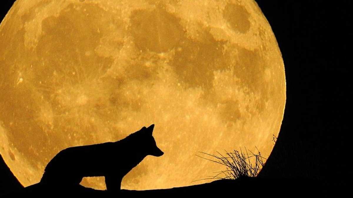 Immagine di La filastrocca di Lupo