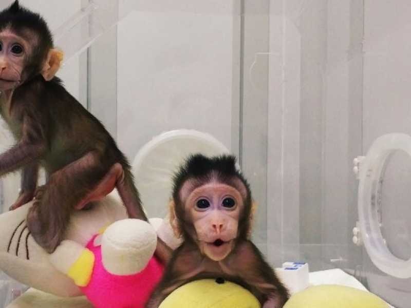 Le prime due scimmie clonate in Cina (foto LaPresse)