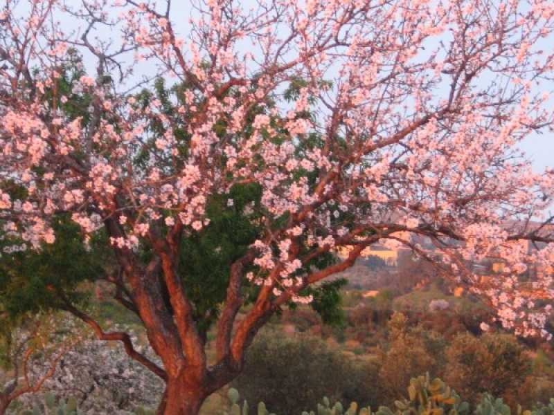 Agrigento, mandorlo in fiore (foto via Wikimedia Commons)