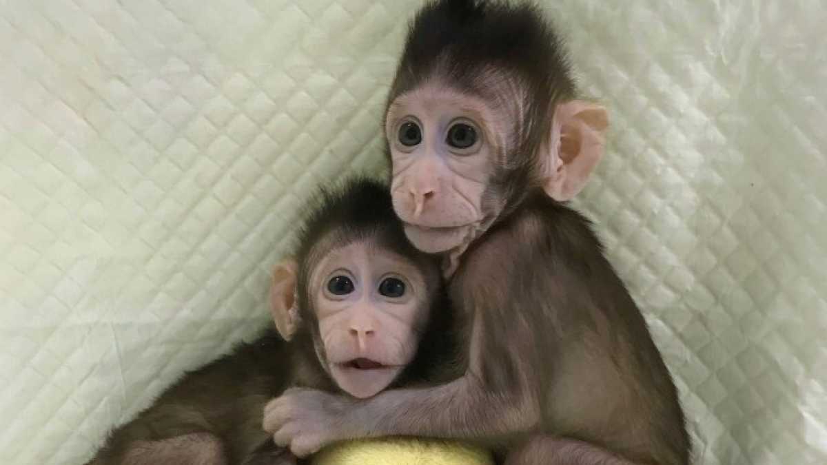 Immagine di Le scimmie clonate e la domanda a cui pochi rispondono: "E' giusto?"