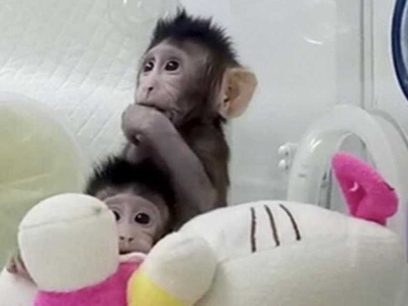 I due macachi clonati in Cina (foto LaPresse)