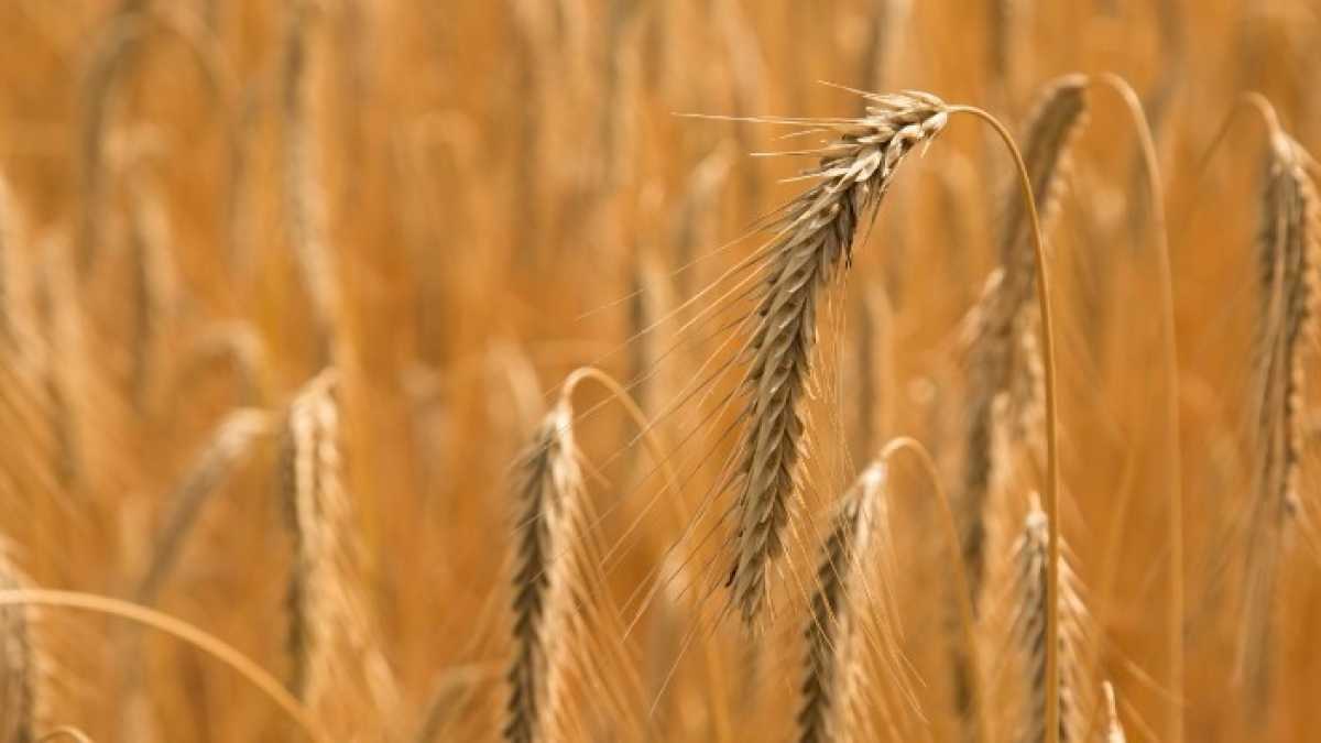 Immagine di I destini incrociati di Lannes e De Bonis: la battaglia del grano del M5s