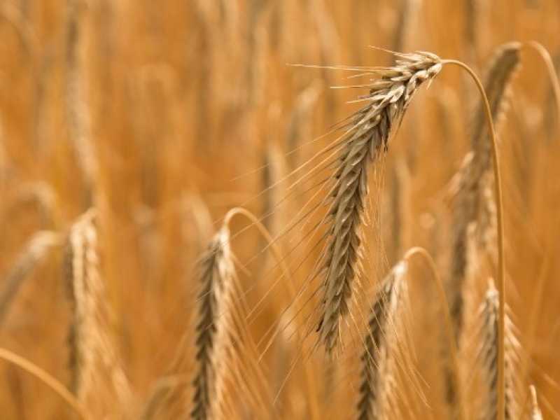 I destini incrociati di Lannes e De Bonis: la battaglia del grano del M5s