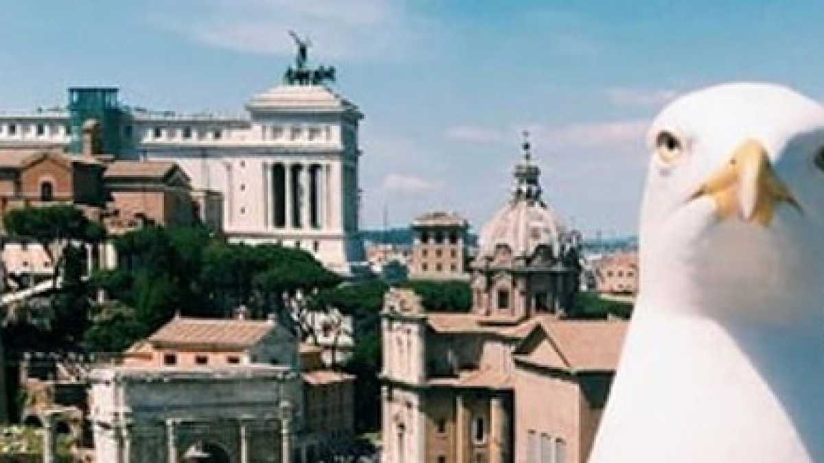 Immagine di Invasione pennuta. Ritratto di gabbiano romano (in un esterno)