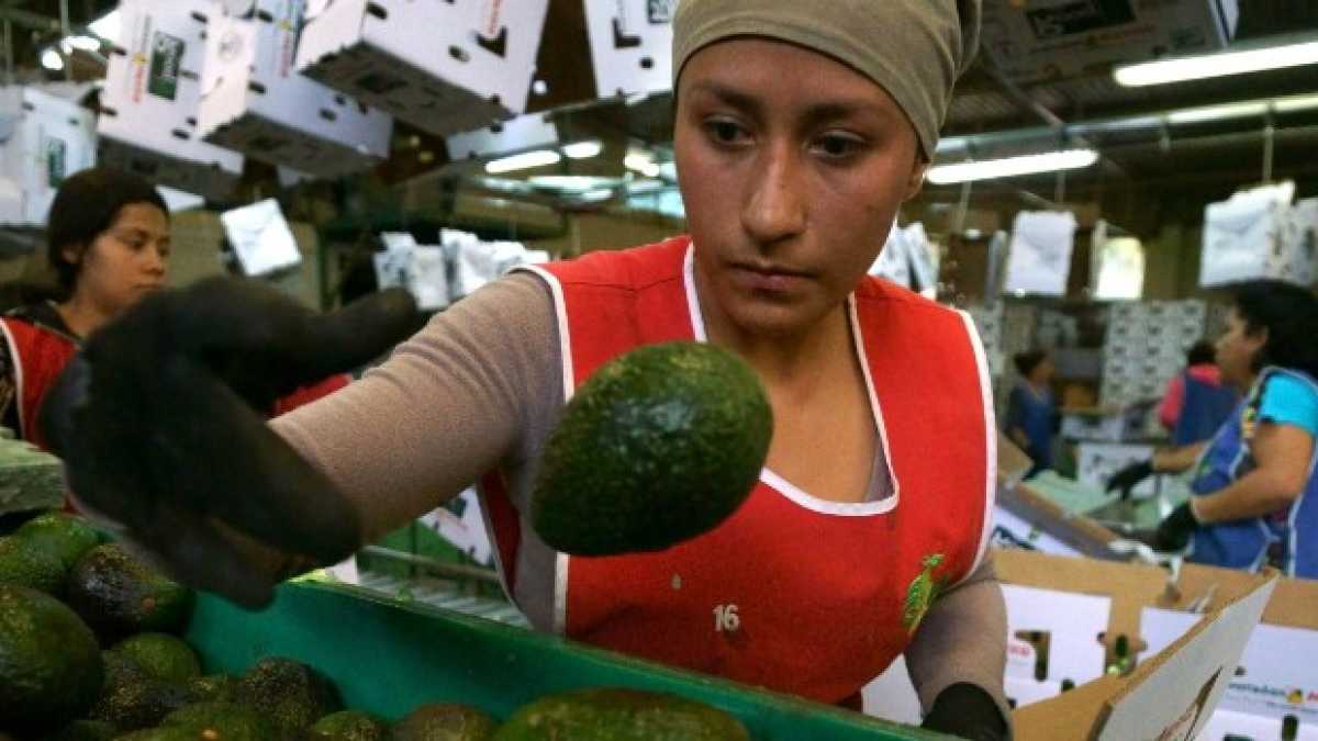 Immagine di L'avocado si difende