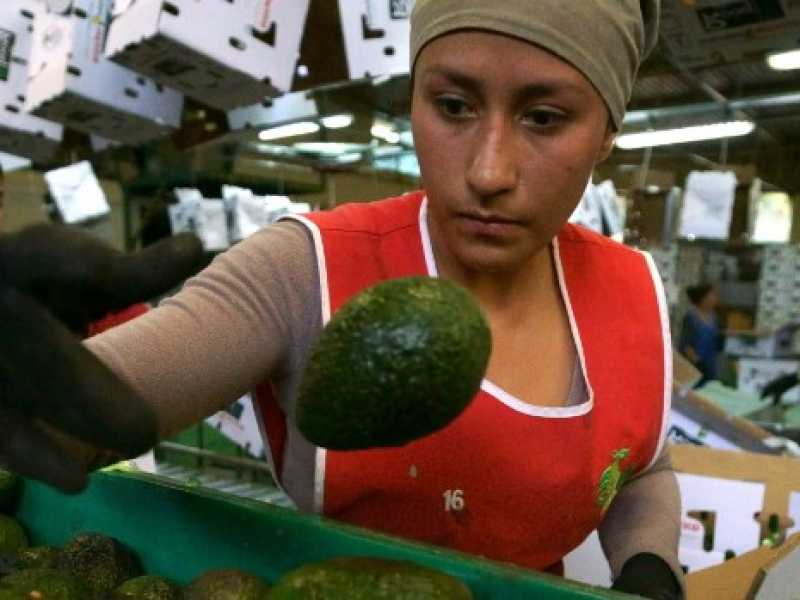 Un centro di confezionamento di avocado a Uruapanat, nello stato del Michoacan, in Messico (foto LaPresse)