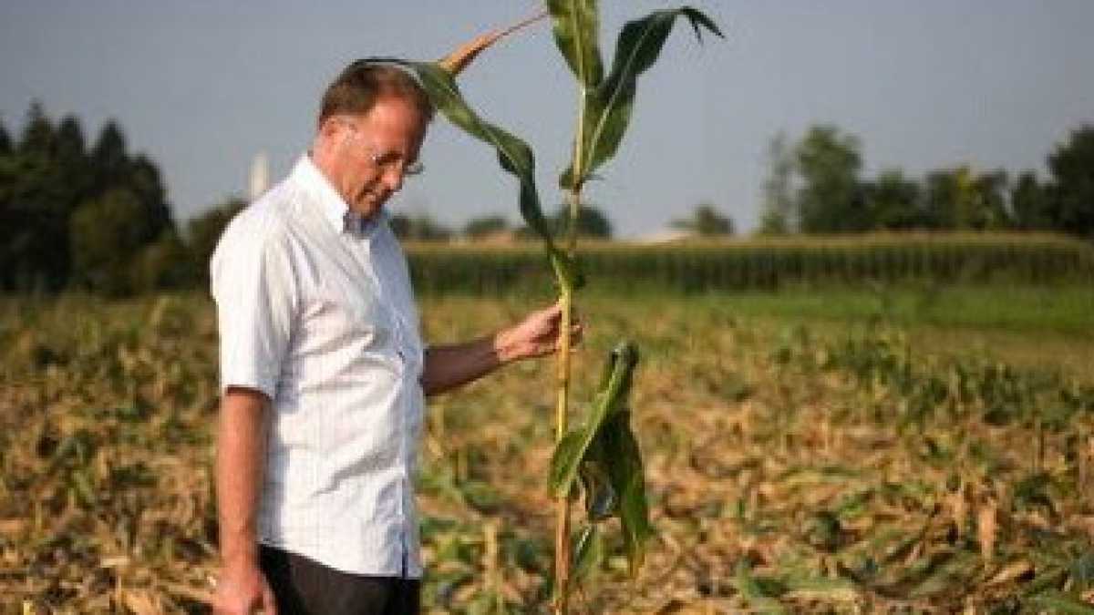 Immagine di Liberate gli Ogm dalla demonizzazione