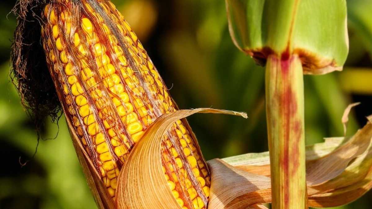 Immagine di La scienza ribadisce che gli Ogm non fanno male, anzi. L'Europa si aggiorni