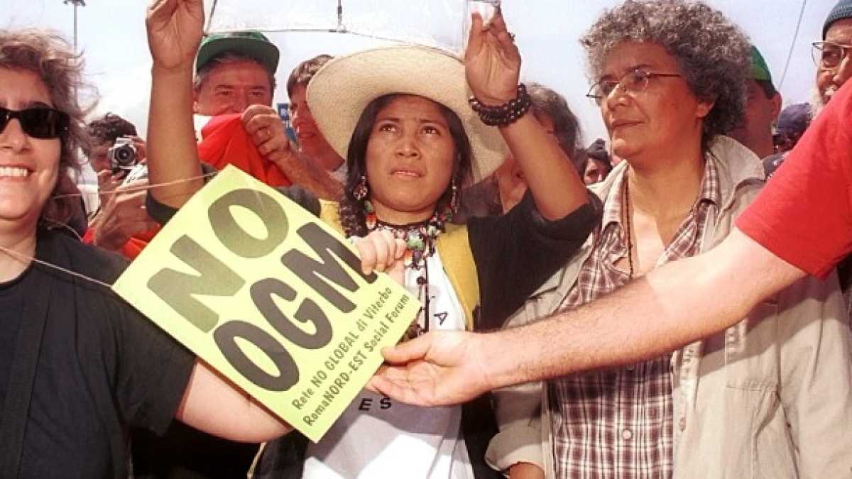 Immagine di La ricerca non dice solo che il mais Ogm è sicuro. Dice anche che è migliore