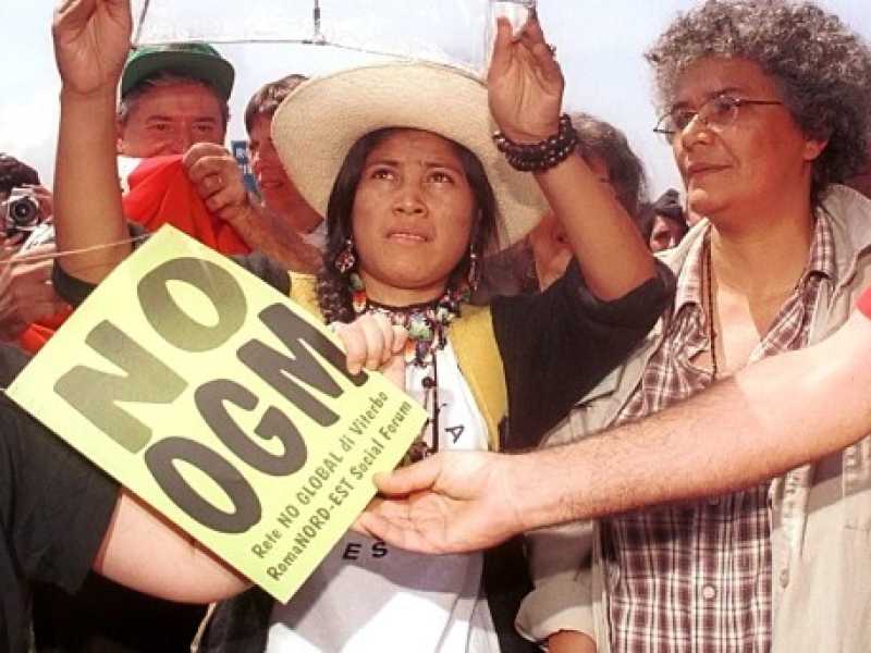 La ricerca non dice solo che il mais Ogm è sicuro. Dice anche che è migliore