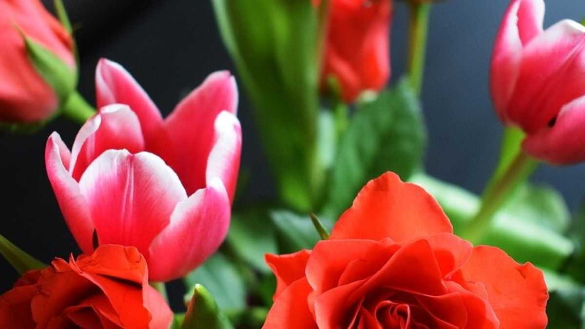 Immagine di Solo rose e tulipani. Dici, lupo?