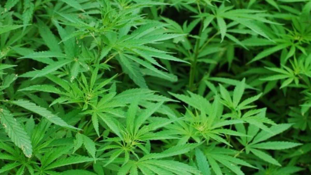 Immagine di La marijuana vola in Borsa