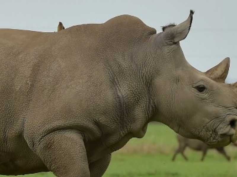 Fatu, una delle due femmine di rinoceronte bianco settentrionale rimaste dopo la morte di Sudan nella riserva di ol-Pejeta, in Kenya (foto LaPresse)