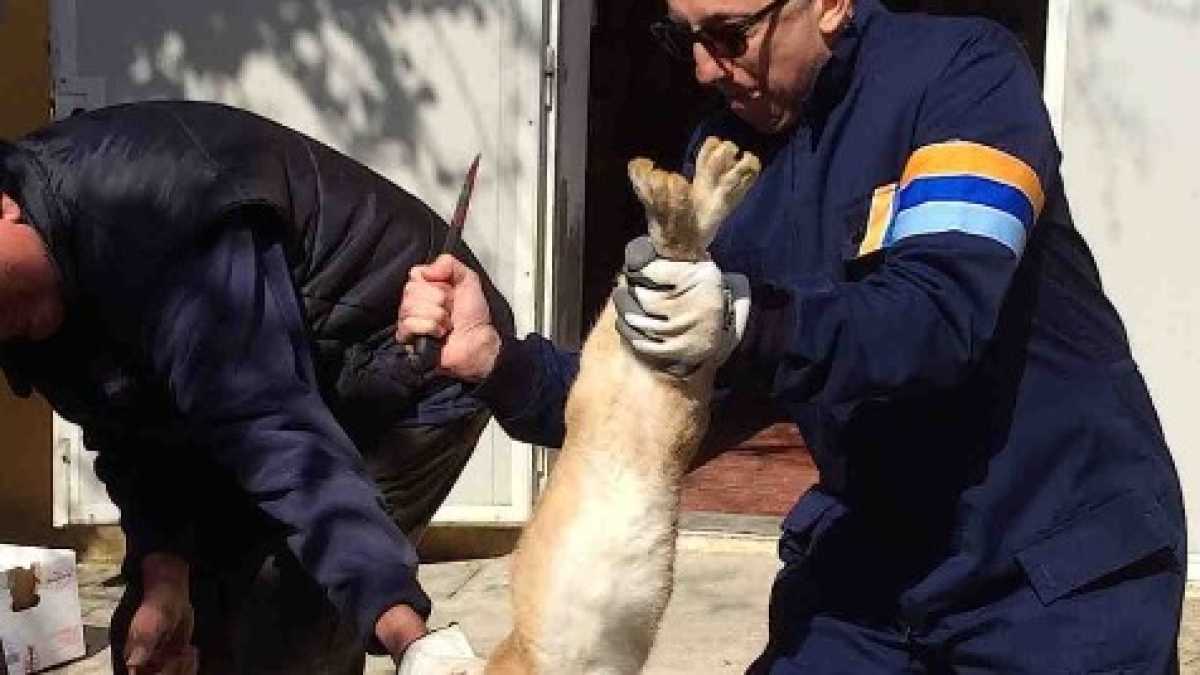 Immagine di Prendere sul serio Caffo e imparare a uccidere oche e conigli