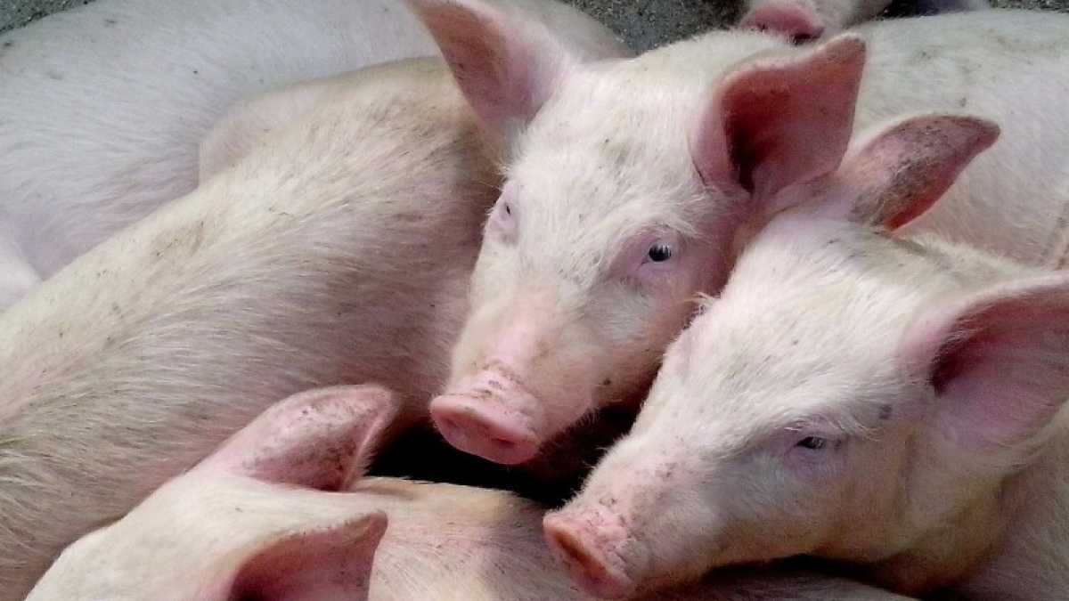 Immagine di Vaccinare i cretini come verri