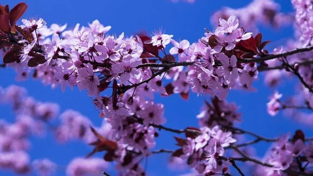 Immagine di Caro amico, se non dormi non è per i pensieri, ma è per la primavera