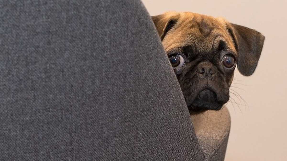 Immagine di I veterinari smontano la bufala novax dei cani autistici