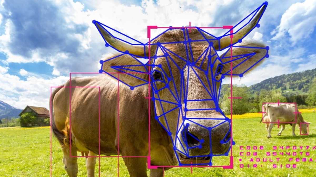 Immagine di L’anello di congiunzione tra capitalismo della sorveglianza e Marx passa anche dalle vacche cinesi