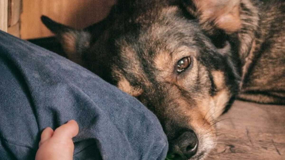 Immagine di Gli italiani zoofili e astensionisti