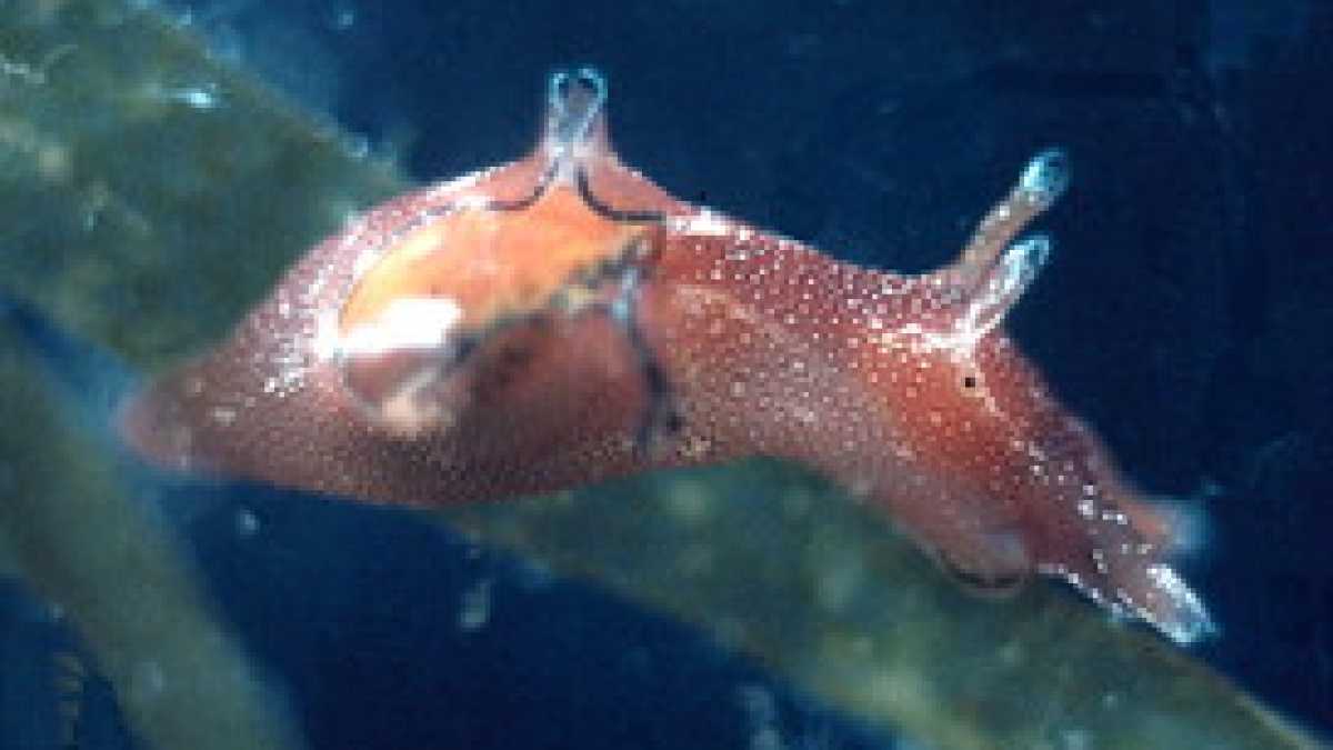 Immagine di Passa dalle lumache di mare la strada per l’Arca di Noè della memoria