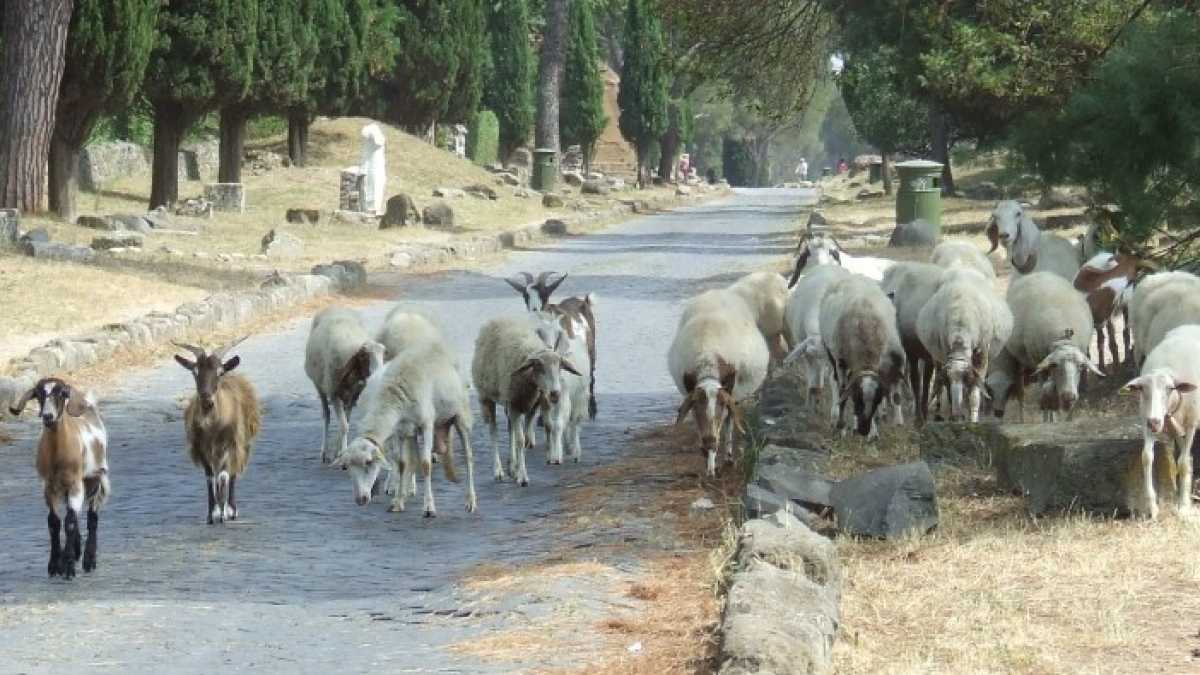 Immagine di L'economia circolare di Raggi sono le pecore tosaerba