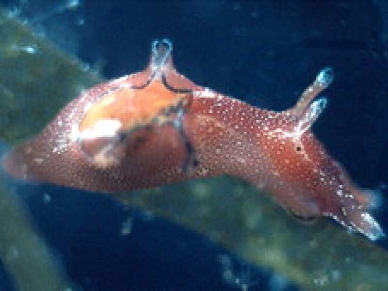 Aplysia (foto CC License 2.0)