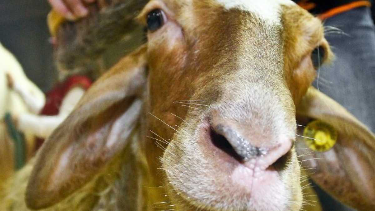 Immagine di Virginia Raggi ha già le sue pecore, ma le ha dimenticate