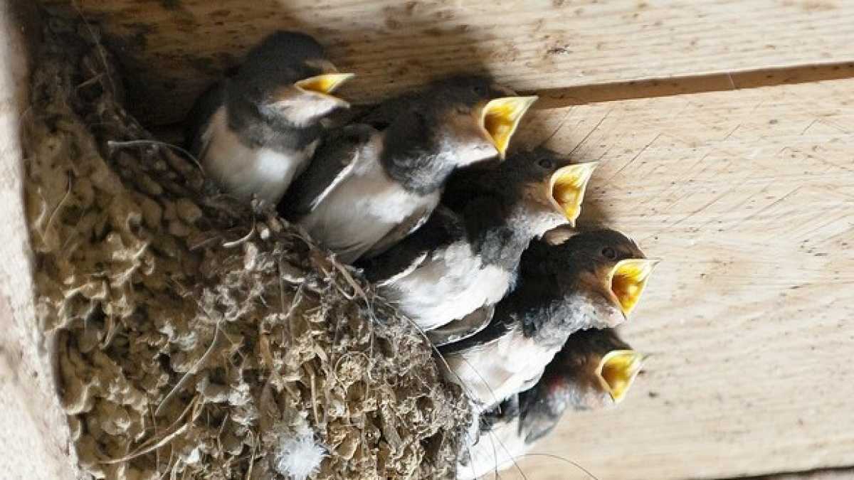 Immagine di Le “sostenibili” surrealtà di Pinuccia Montanari