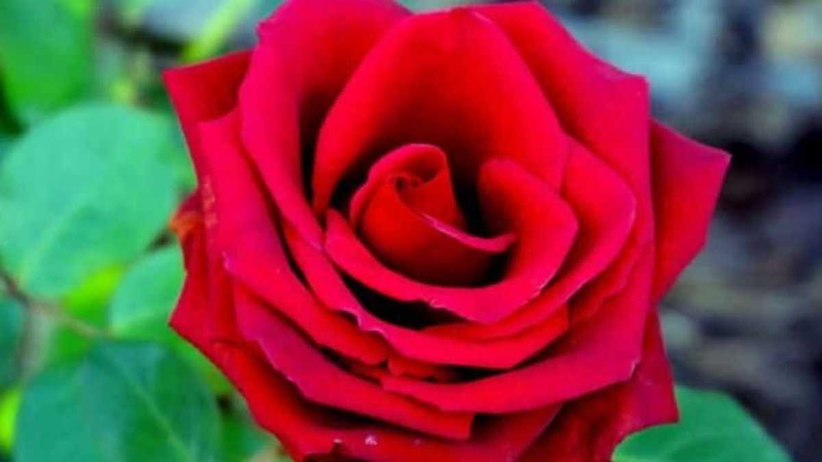 Immagine di Rosa, sottomessa all'amore