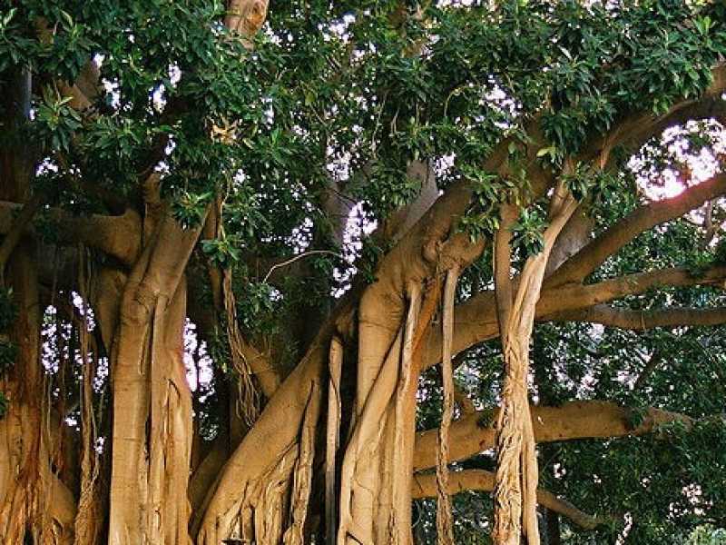 Il Ficus macrophylla di Villa Garibaldi in piazza Marina, Palermo. Foto di Bjs/Wikimedia
