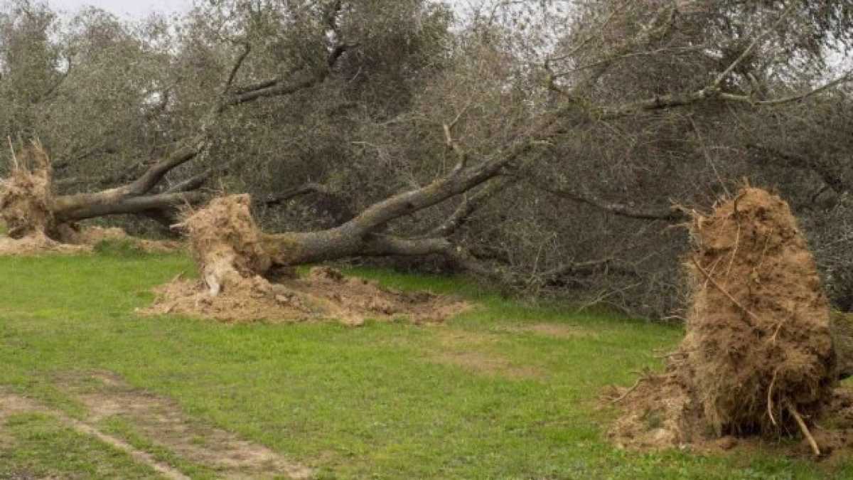 Immagine di Xylella e bufale pasteurizzate sul FattoIl dibattito scientifico si fa coi fatti