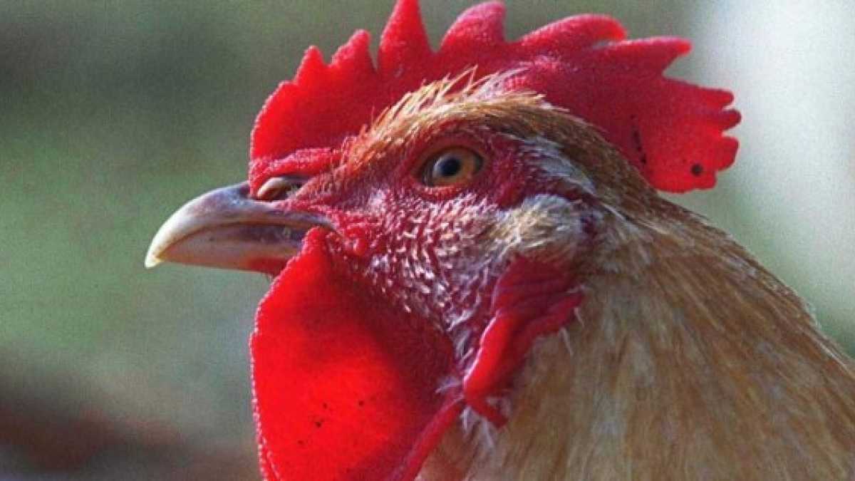 Immagine di Cosa c'entrano i polli con i rapporti tra Ue e Ucraina