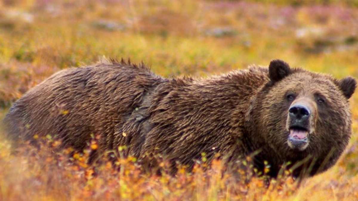 Immagine di Ops, le alternative all'olio di palma potrebbero fare strage di giaguari e orsi