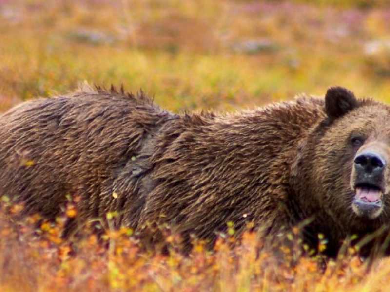 Ops, le alternative all'olio di palma potrebbero fare strage di giaguari e orsi