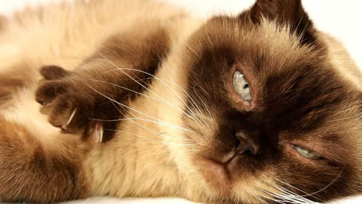 Immagine di Che cos’è un gatto?