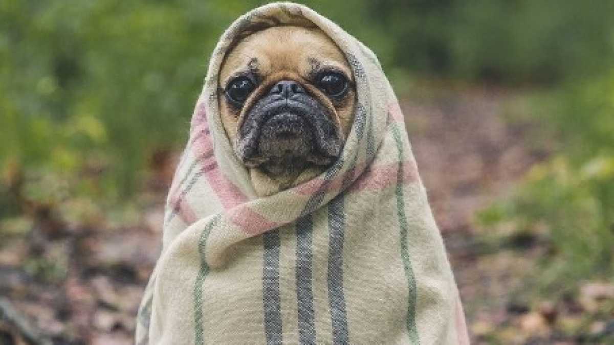 Immagine di Rassegnatevi, i cani non sono persone