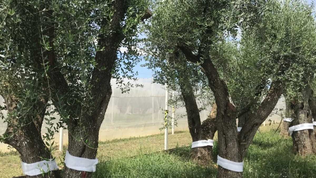 Immagine di La lezione del Tap ai complottisti della Xylella