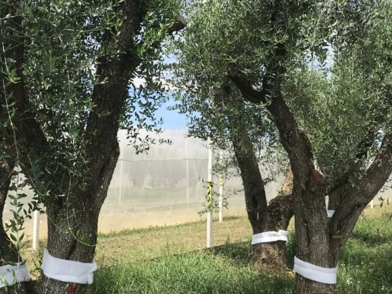 Gli alberi espiantati dal Tap e sistemate in serre con reti a maglie strette che impediscono il passaggio dell&rsquo;insetto vettore della Xylella