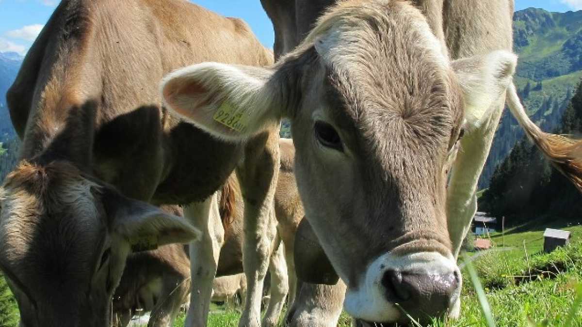 Immagine di Lunghi e pazienti incontri con mucche e cavalli