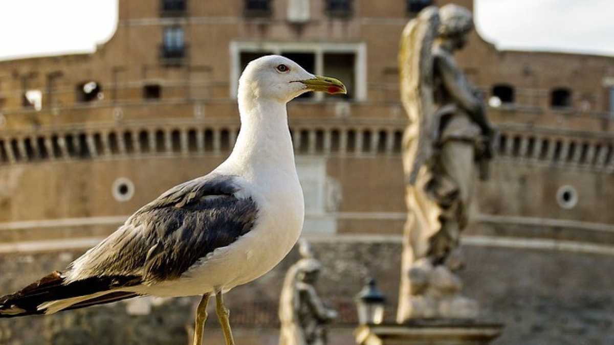 Immagine di Il complotto amerikano sui gabbiani a Roma