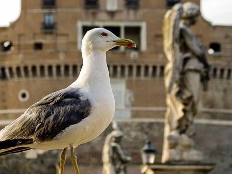 Il complotto amerikano sui gabbiani a Roma