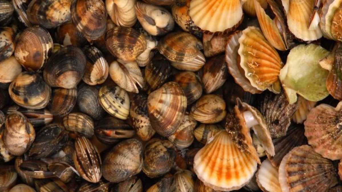 Immagine di La battaglia post Brexit sulle capesante