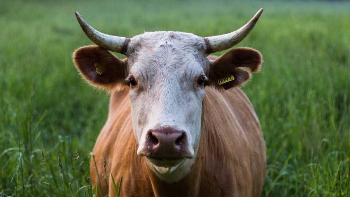 Immagine di Finkielkraut animalista difende le mucche contro il robespierrismo dei vegani