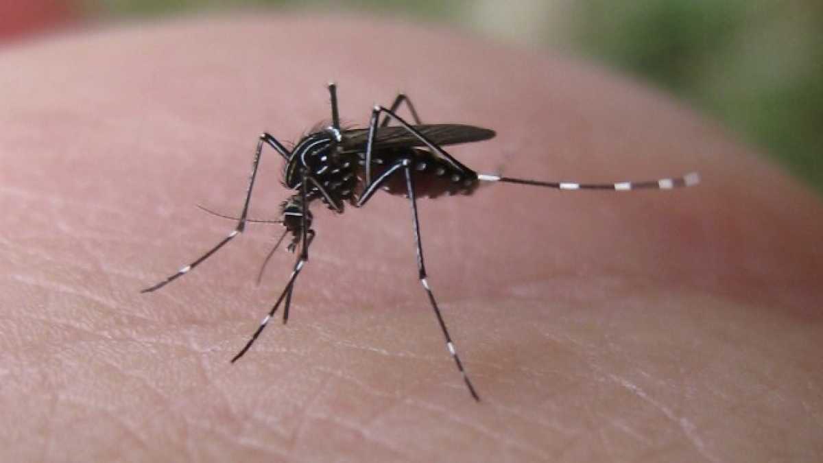 Immagine di L'intoppo maldestro nel decreto su Genova e la malaria debellabile. Di cosa parlare a cena