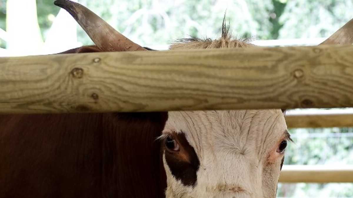 Immagine di #stocoicontadini e per questo #stocoicacciatori