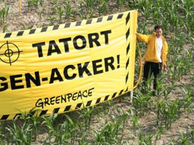 Proteste di alcuni attivisti di Greenpeace contro le coltivazioni ogm (foto Ap)