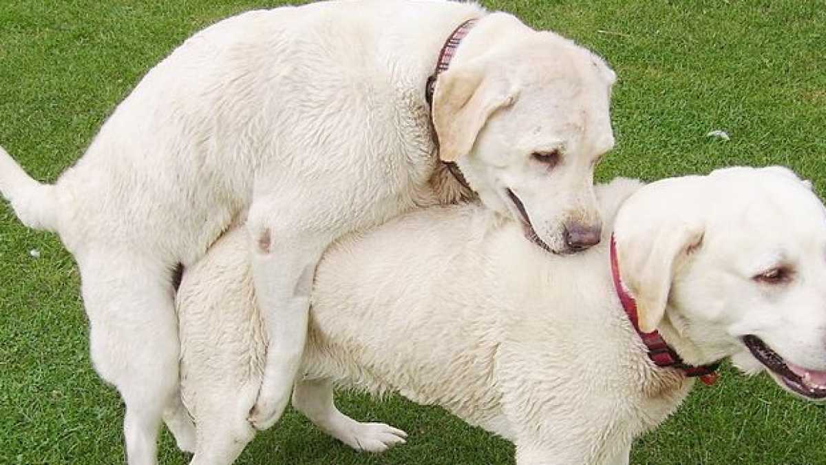 Immagine di I nuovi ciarlatani